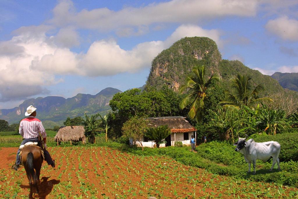 cuba tobacco plantation